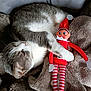 cat, gray_cat, white_cat, plush_blanket, toy_elf, striped_legs, red_clothing, cozy, sleeping_cat, cute, indoor, soft_texture, holiday_toy, resting, animal, pet, feline, stuffed_toy, relaxation, comfort