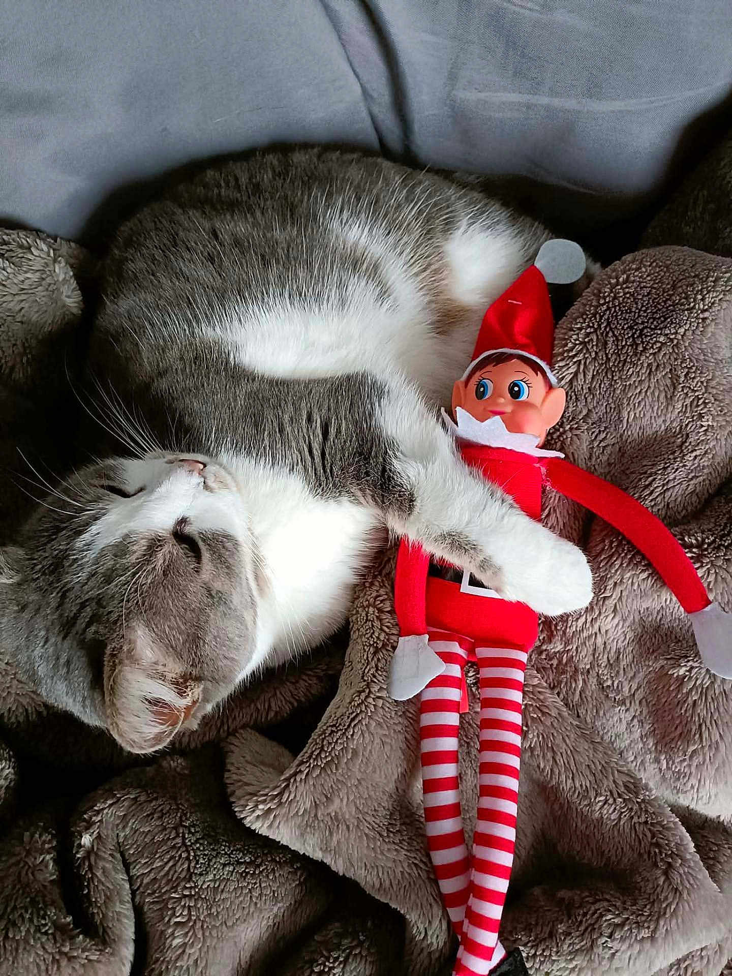 Pookie a rejoint le concours — aidez-le/la à gagner de superbes lots ! cat, gray_cat, white_cat, plush_blanket, toy_elf, striped_legs, red_clothing, cozy, sleeping_cat, cute, indoor, soft_texture, holiday_toy, resting, animal, pet, feline, stuffed_toy, relaxation, comfort
