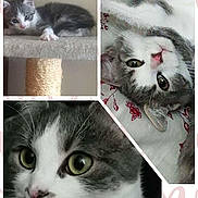 Pookie participe au concours pour gagner de l'argent avec cette photo : cat, gray_and_white, kitten, close_up, scratching_post, lying_down, upside_down, whiskers, green_eyes, fur, indoor, pet, collage, cute, curious, animal, portrait, resting, soft_light, cozy