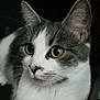 Pookie participe au concours pour gagner de l'argent avec cette photo : cat, close_up, green_eyes, gray_fur, white_fur, whiskers, pet, animal, domestic_cat, cute, feline, portrait, looking_away, indoor, soft_light, curious, ears, nose, face, fur