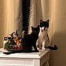 cat, black_cat, black_and_white_cat, table, curtain, indoor, decorations, halloween, witch_figures, pets, animal, feline, cute, curious, still_life, white_table, home_decor, domestic, companion, sitting