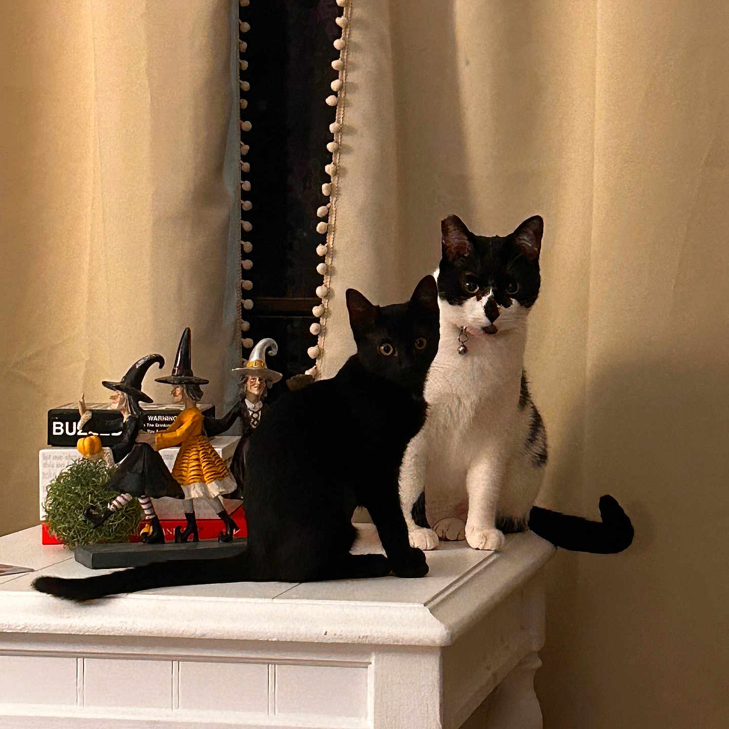 Winnie is registered to the contest to win money with this photo: cat, black_cat, black_and_white_cat, table, curtain, indoor, decorations, halloween, witch_figures, pets, animal, feline, cute, curious, still_life, white_table, home_decor, domestic, companion, sitting
