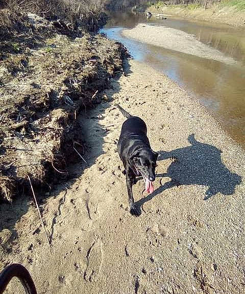 Bella joined the competition — help win amazing prizes! beach, carnivore, coast, collar, dog, dog_breed, landscape, leash, ocean, plant, recreation, road, sand, shadow, shore, soil, sporting_group, walking, water, working_animal