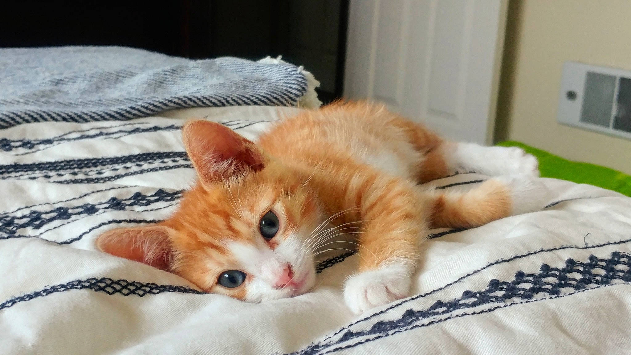 Henny is registered to the contest to win money with this photo: aegean_cat, asian, carnivore, cat, claw, domestic_short_haired_cat, ear, european_shorthair, felidae, fur, kitten, mammal, nap, nose, ojos_azules, paw, polydactyl_cat, small_to_medium_sized_cats, tabby_cat, whiskers