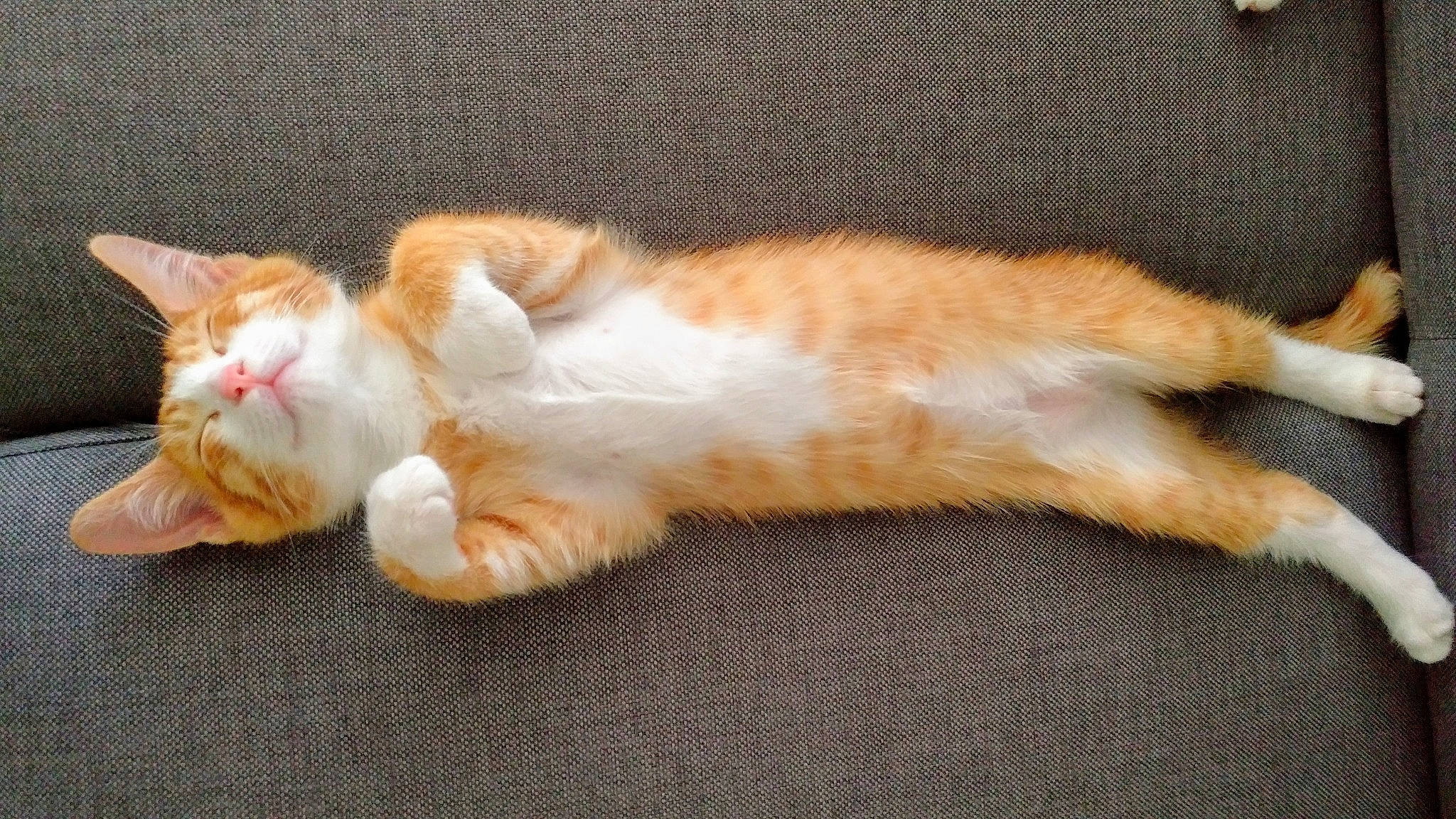 Henny is registered to the contest to win money with this photo: aegean_cat, american_wirehair, carnivore, cat, claw, cymric, european_shorthair, fawn, felidae, fur, kitten, mammal, nap, norwegian_forest_cat, paw, polydactyl_cat, small_to_medium_sized_cats, tabby_cat, tail, whiskers