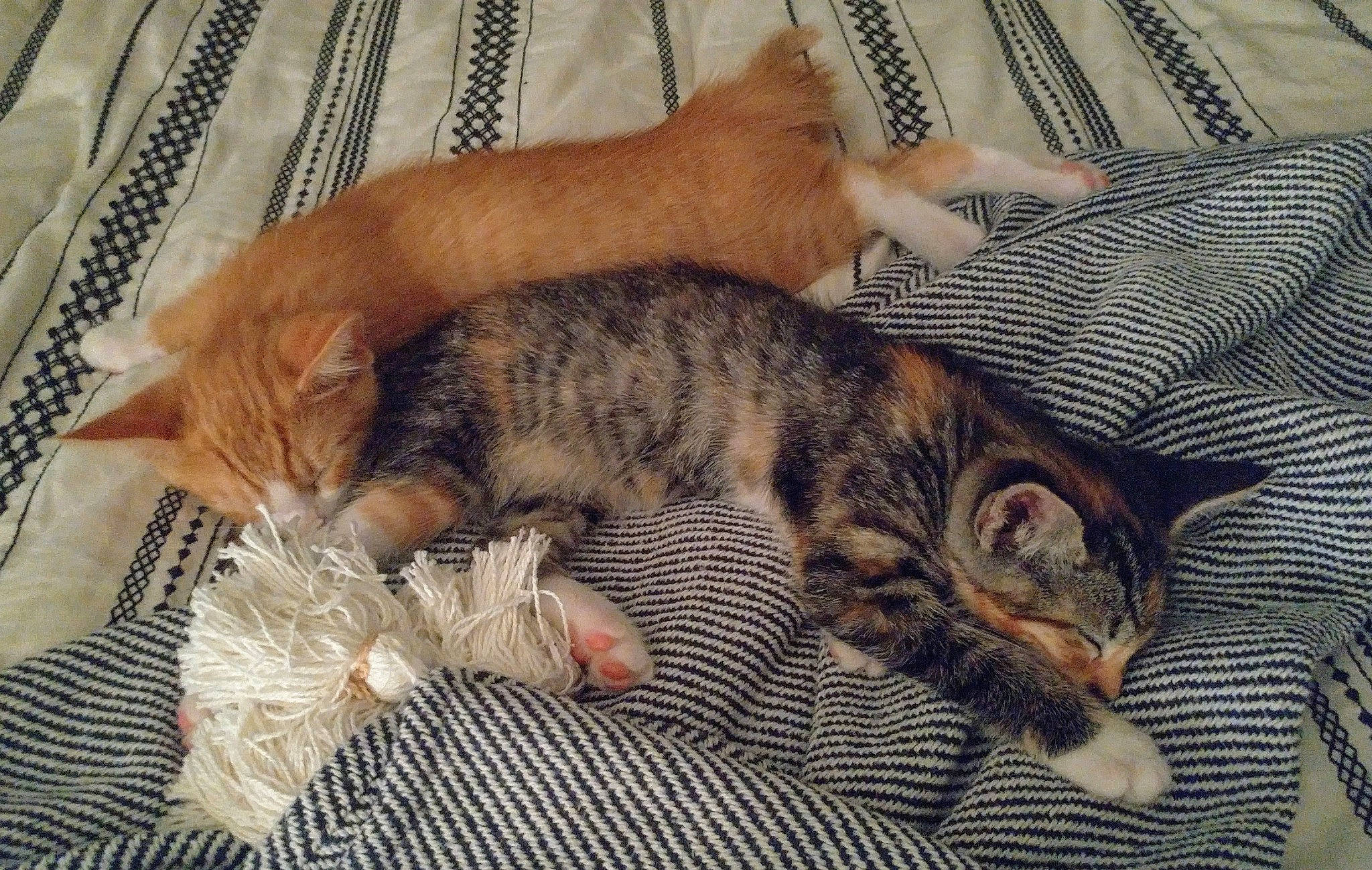 Henny is registered to the contest to win money with this photo: asian, australian_mist, bengal, carnivore, cat, domestic_short_haired_cat, dragon_li, egyptian_mau, european_shorthair, felidae, fur, kitten, mammal, nap, ocicat, pixie_bob, small_to_medium_sized_cats, tabby_cat, toyger, whiskers