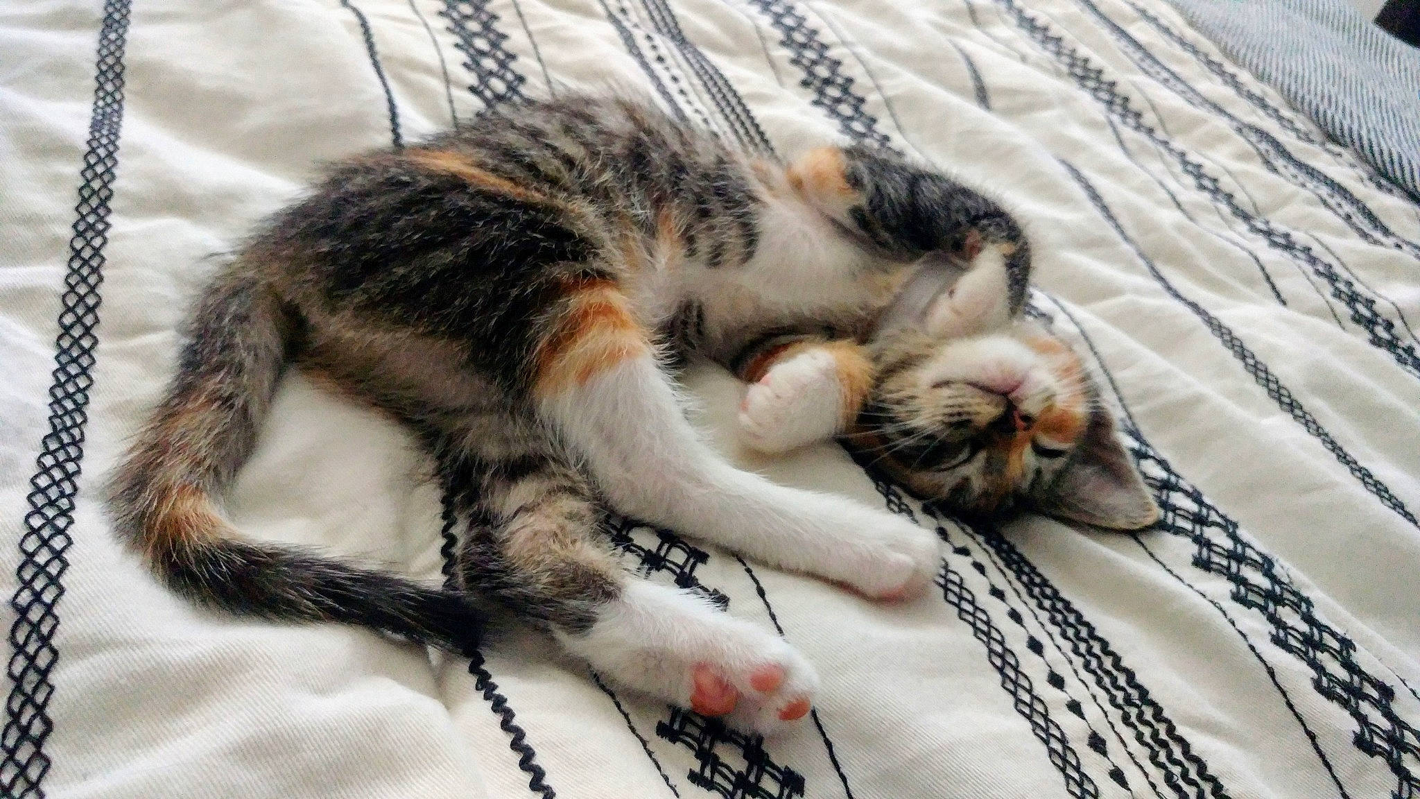 Vino is registered to the contest to win money with this photo: american_shorthair, american_wirehair, asian, carnivore, cat, claw, domestic_short_haired_cat, dragon_li, european_shorthair, felidae, fur, kitten, mammal, nap, paw, sleep, small_to_medium_sized_cats, snout, tabby_cat, whiskers