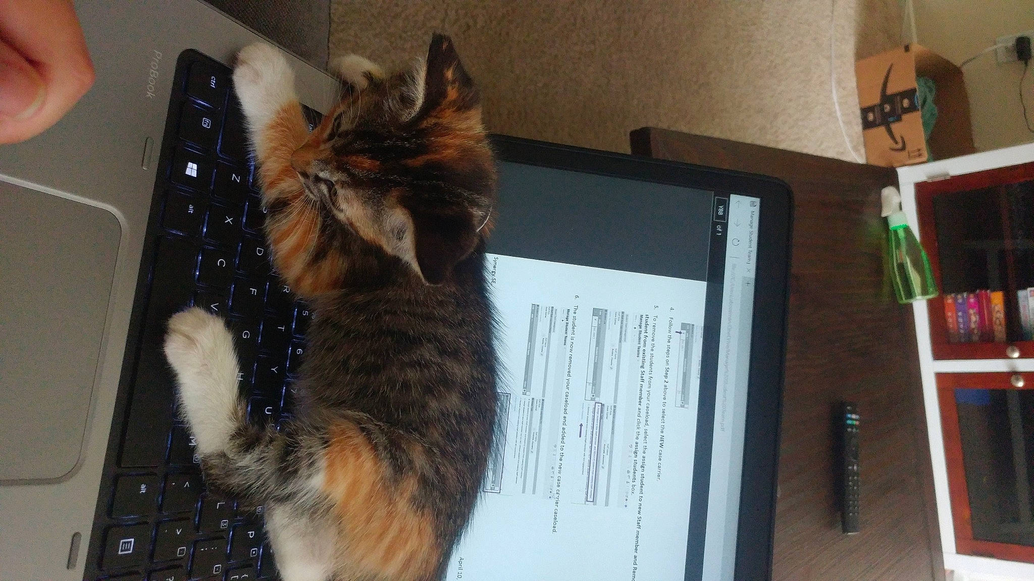 Vino is registered to the contest to win money with this photo: carnivore, cat, domestic_long_haired_cat, domestic_short_haired_cat, felidae, fur, kitten, maine_coon, norwegian_forest_cat, small_to_medium_sized_cats, somali, tail, whiskers