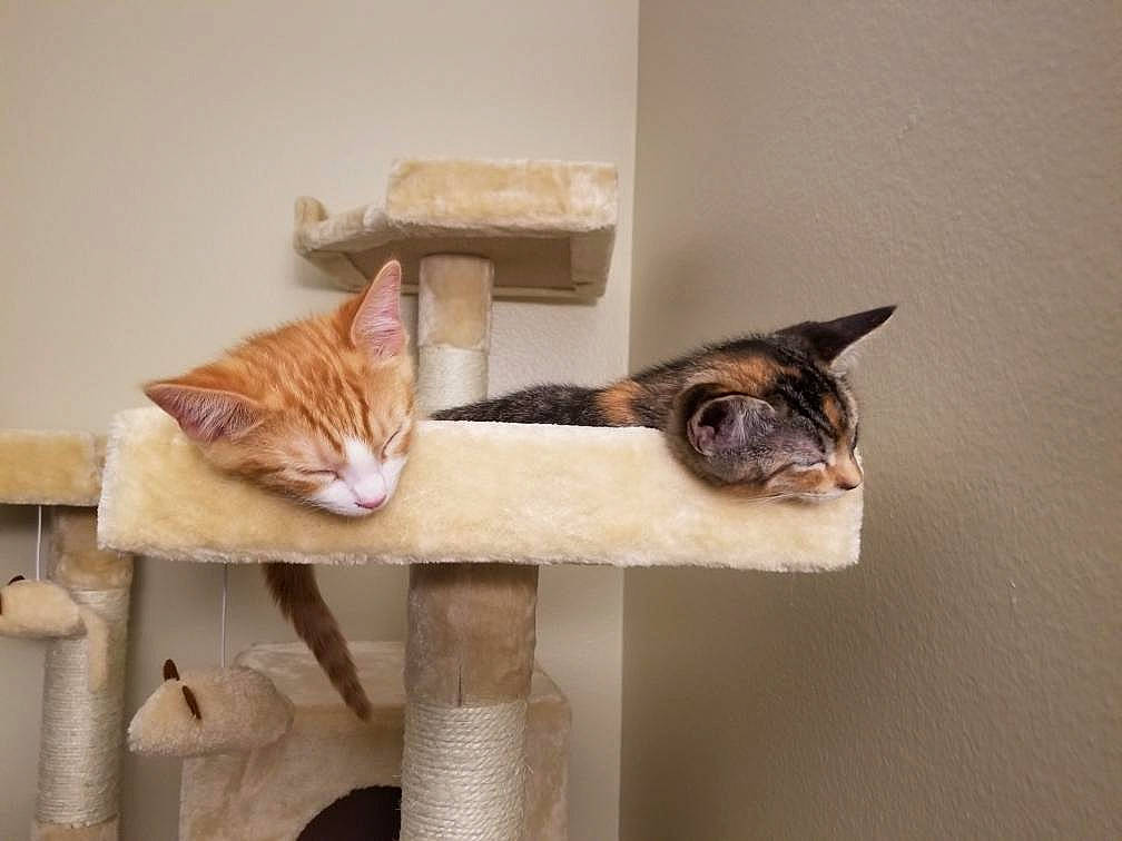 Vino is registered to the contest to win money with this photo: aegean_cat, asian, carnivore, cat, cat_furniture, cat_supply, domestic_short_haired_cat, european_shorthair, fawn, felidae, kitten, small_to_medium_sized_cats, tabby_cat, tail, whiskers