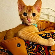 Apollo is registered to the contest to win money with this photo: animal, bag, cat, closeup, collar, curious, cute, domestic_animal, ears, feline, fur, handbag, indoor, kitten, orange_tabby, patterned, paw, pet, table, whiskers