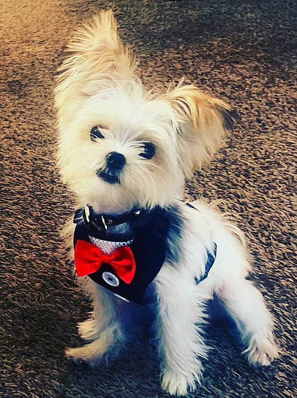Dash joined the competition — help win amazing prizes! biewer_terrier, canidae, carnivore, collar, companion_dog, dog, dog_breed, dog_clothes, dog_collar, dog_supply, fur, leash, pet_supply, small_terrier, snout, sporting_group, tail, terrier, toy_dog, working_animal