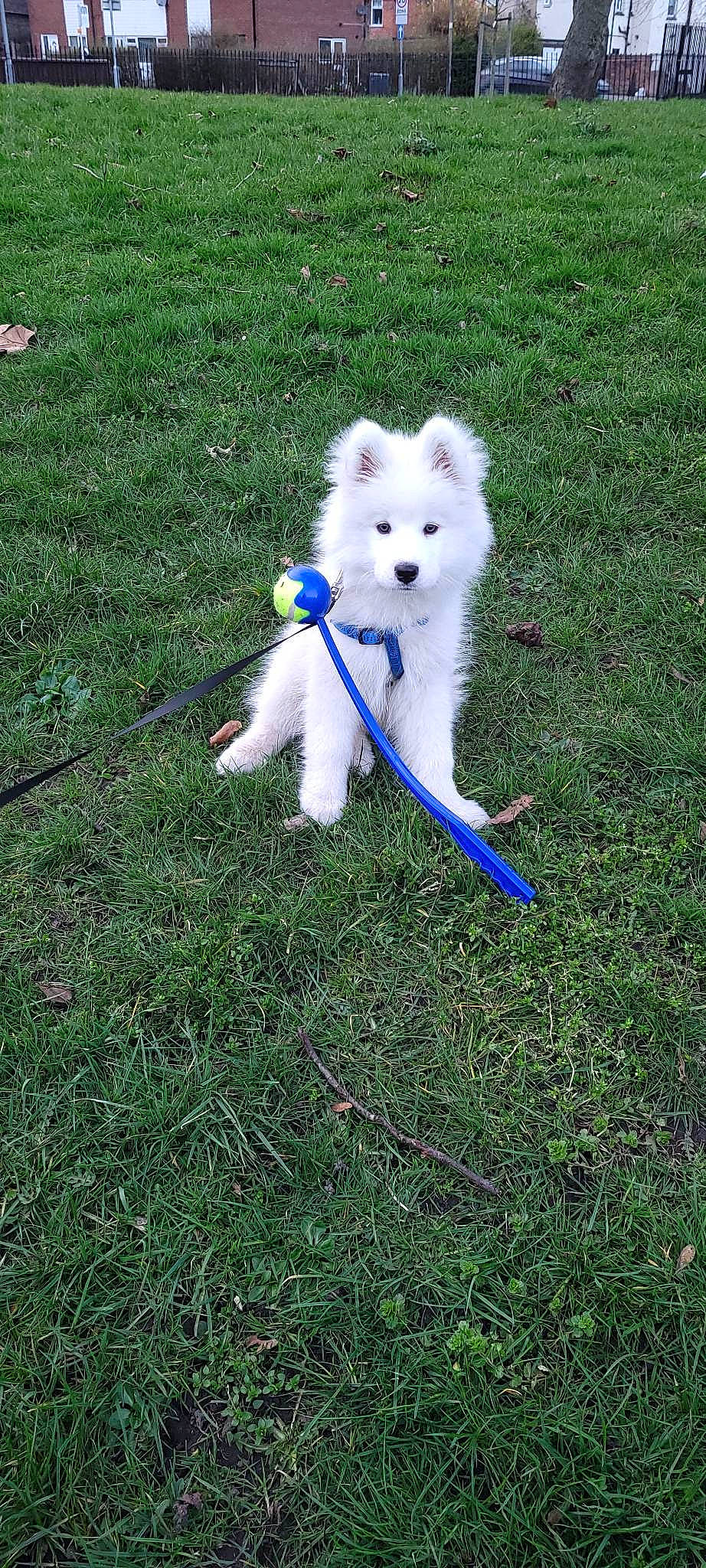 Iron is registered to the contest to win money with this photo: american_eskimo_dog, canidae, carnivore, companion_dog, dog, dog_breed, electric_blue, fur, german_spitz, grass, indian_spitz, lawn, plant, spitz, sporting_group, tail, terrier, toy_dog, volpino_italiano, working_animal