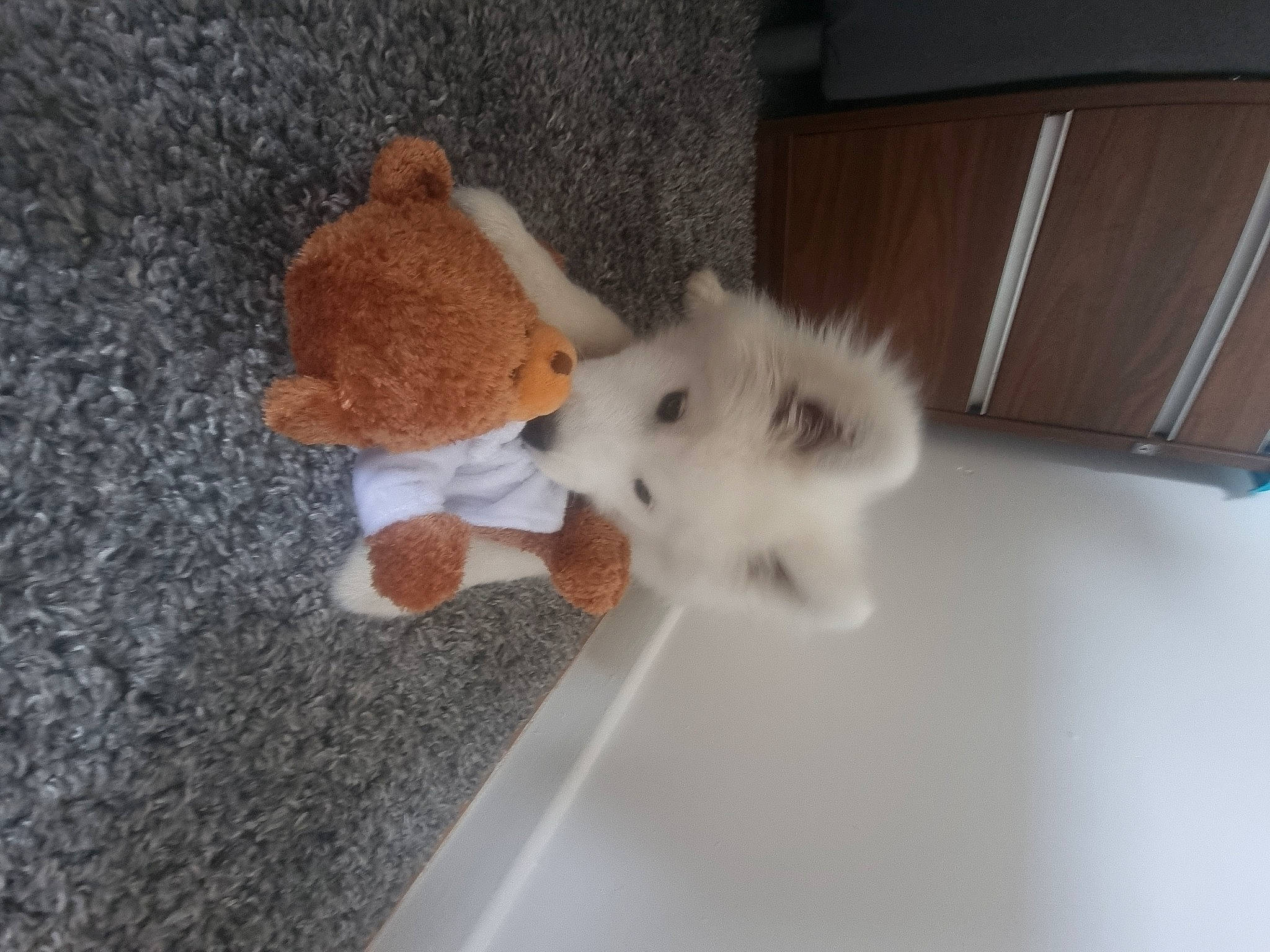 Iron is registered to the contest to win money with this photo: ball, cabinetry, carnivore, companion_dog, dog, dog_breed, fawn, felidae, flooring, fur, rodent, small_to_medium_sized_cats, spitz, sporting_group, stuffed_toy, tail, teddy_bear, toy, whiskers, wood