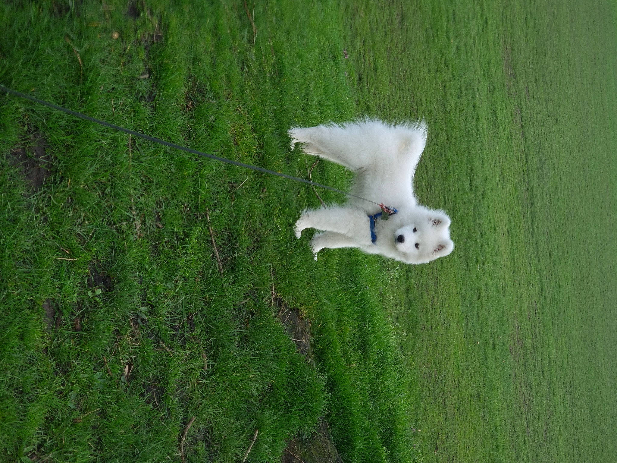 Iron joined the competition — help win amazing prizes! ball, canidae, carnivore, companion_dog, dog, dog_breed, field, football, grass, grass_family, grassland, lawn, meadow, pasture, plant, sporting_group, sports_equipment, tail, toy_dog, tree