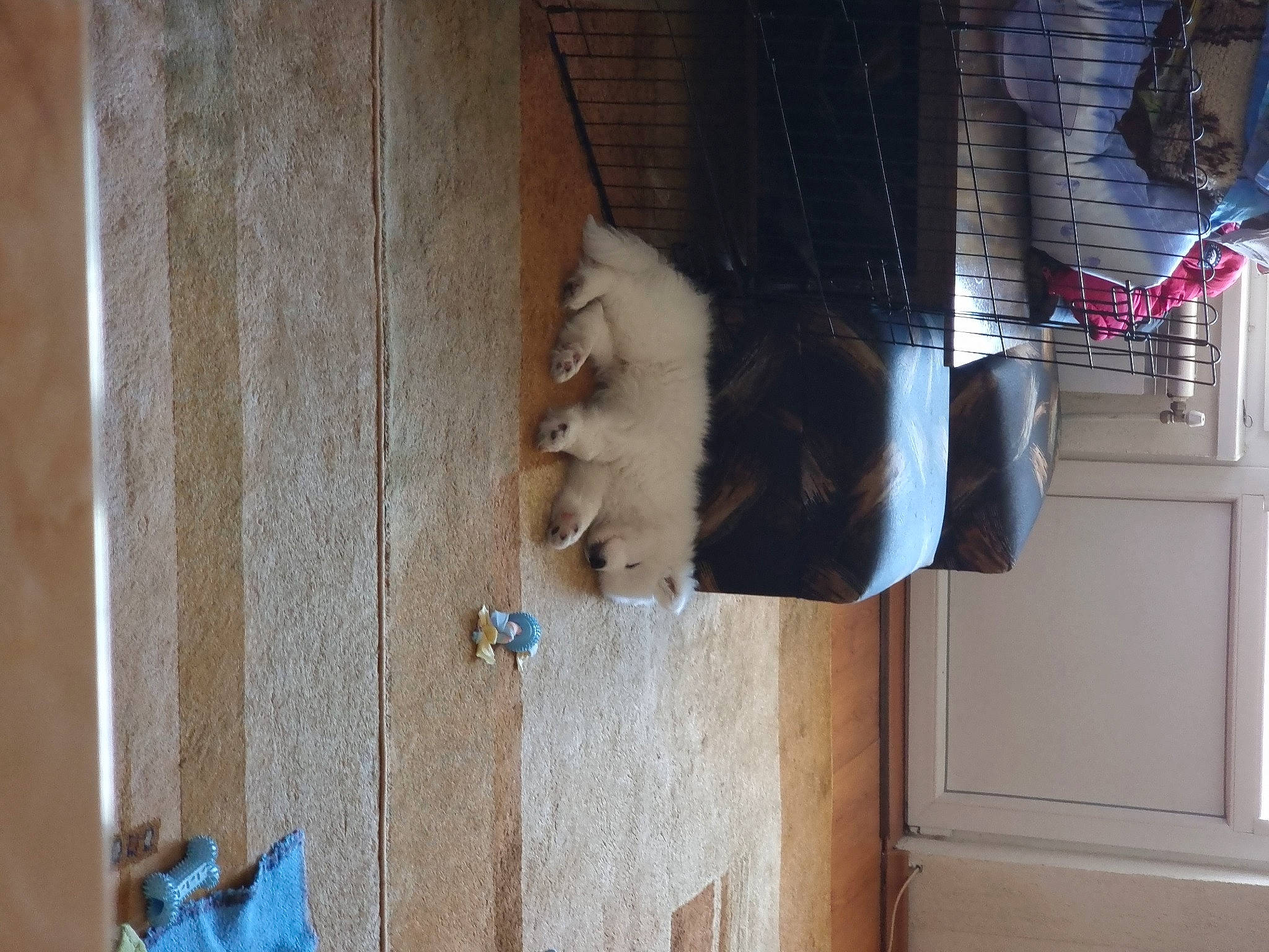 Iron joined the competition — help win amazing prizes! canidae, dog_breed, door, electric_blue, fawn, felidae, flooring, fur, hardwood, pet_supply, rodent, room, small_to_medium_sized_cats, snout, tail, toy, vertebrate, whiskers, wood, wood_stain