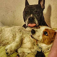 Voss a rejoint le concours — aidez-le/la à gagner de superbes lots ! dog, pets, animal, cute, cozy, tongue_out, fur, companions, relaxed, blanket, indoor, friendship, playful, brown, white, black, ears, nose, paw, lying_down