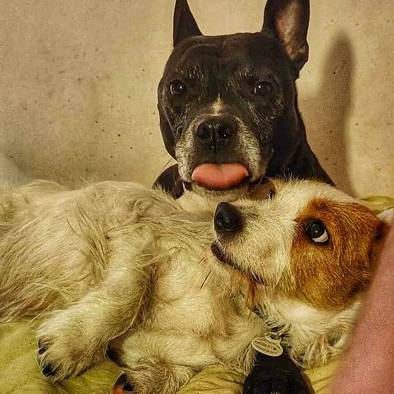 Voss Et Guzzi participe au concours pour gagner de l'argent avec cette photo : animal, black, brown, companions, cute, dog, ears, expression, friendship, fur, indoor, looking_up, lying_down, nose, paw, pets, portrait, relaxing, tongue, white