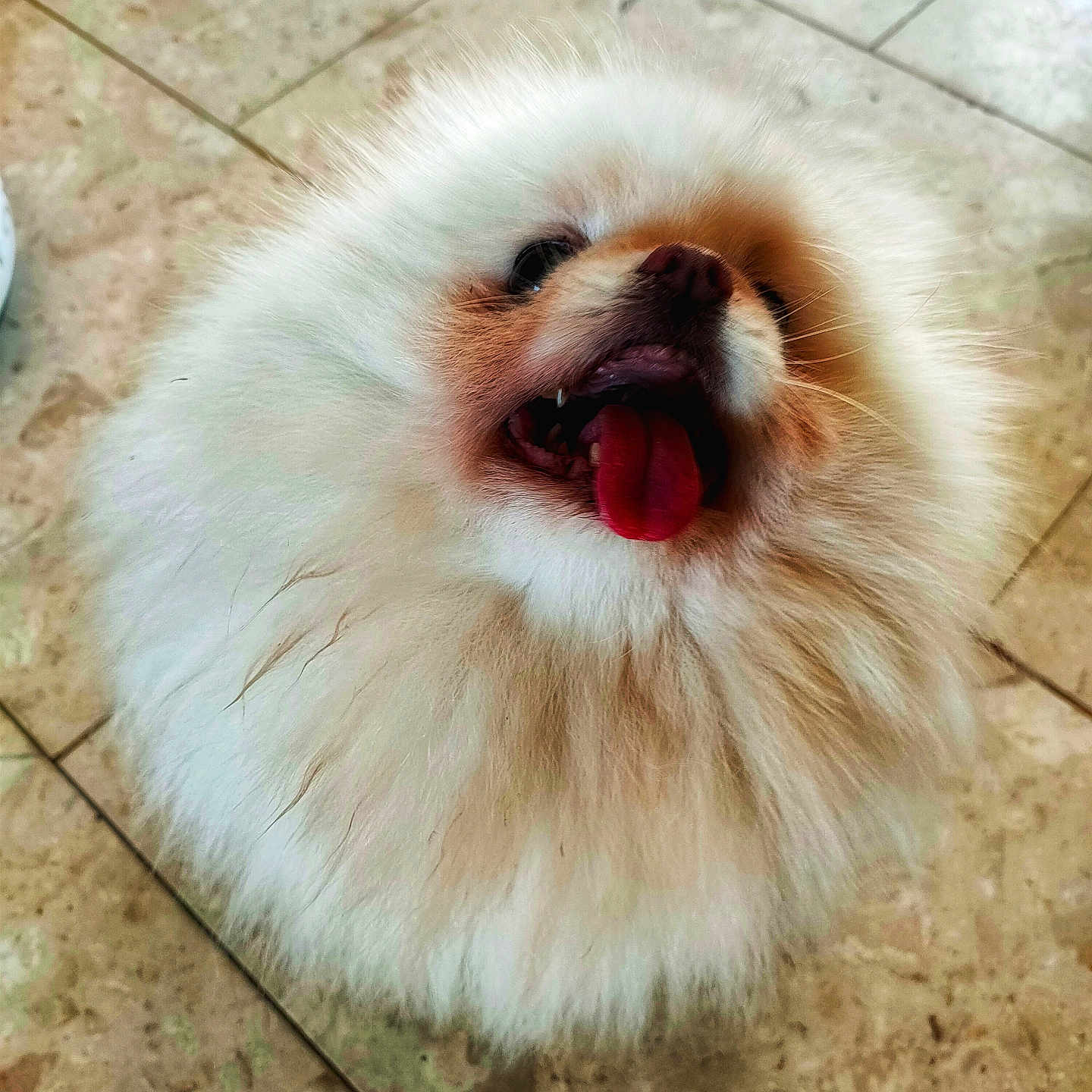Anastasia participe au concours pour gagner de l'argent avec cette photo : animal, canine, closeup, cute, dog, domestic_animal, floor, fluffy, fur, happy, indoor, muzzle, pet, playful, pomernian, portrait, small_dog, smiling, tile, tongue_out