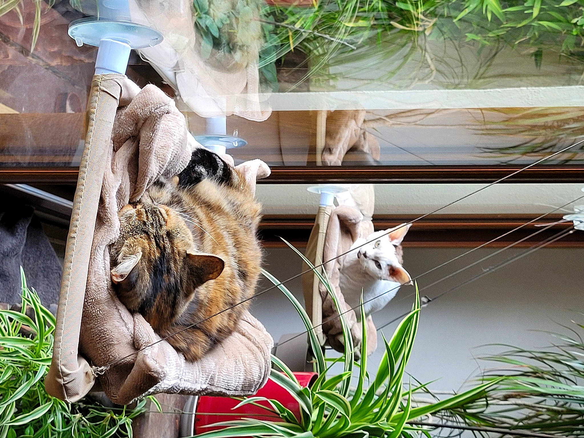 Marvel participe au concours pour gagner de l'argent avec cette photo : botany, carnivore, cat, domestic_short_haired_cat, fawn, felidae, flowerpot, fur, garden, grass, grass_family, herb, houseplant, outdoor_furniture, plant, small_to_medium_sized_cats, tail, terrestrial_animal, whiskers, wood