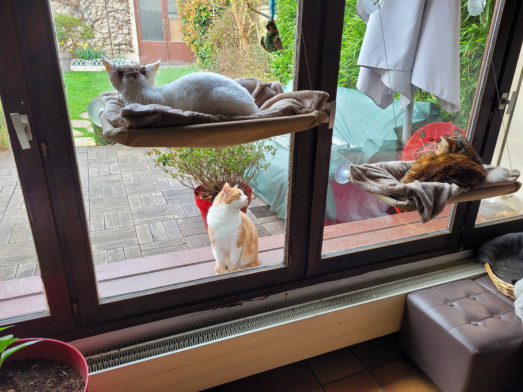 Marvel a rejoint le concours — aidez-le/la à gagner de superbes lots ! carnivore, cat, fawn, felidae, glass, grass, green, interior_design, leisure, plant, rectangle, room, small_to_medium_sized_cats, sporting_group, tail, terrestrial_animal, toy, wildlife, window, wood