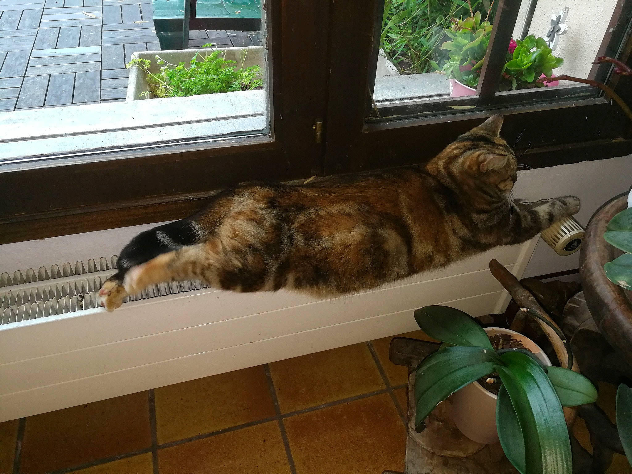 Boulette a rejoint le concours — aidez-le/la à gagner de superbes lots ! carnivore, cat, comfort, domestic_short_haired_cat, felidae, flooring, flowerpot, fur, hardwood, home, houseplant, plant, rectangle, room, small_to_medium_sized_cats, sporting_group, tail, whiskers, window, wood