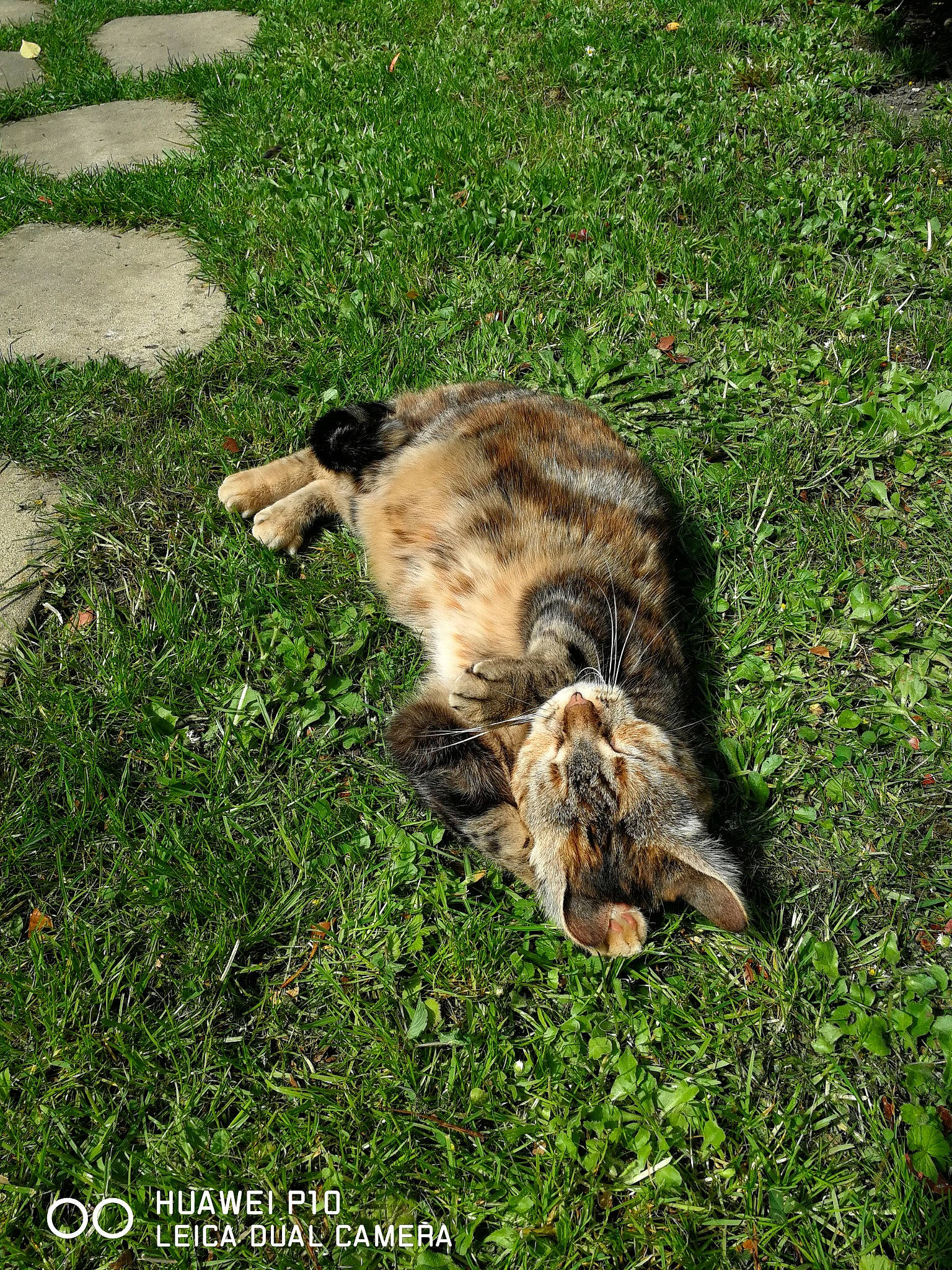 Boulette participe au concours pour gagner de l'argent avec cette photo : canidae, carnivore, cat, claw, dog_breed, domestic_short_haired_cat, felidae, fur, grass, grass_family, grassland, groundcover, lawn, paw, plant, small_to_medium_sized_cats, soil, tail, terrestrial_animal, whiskers