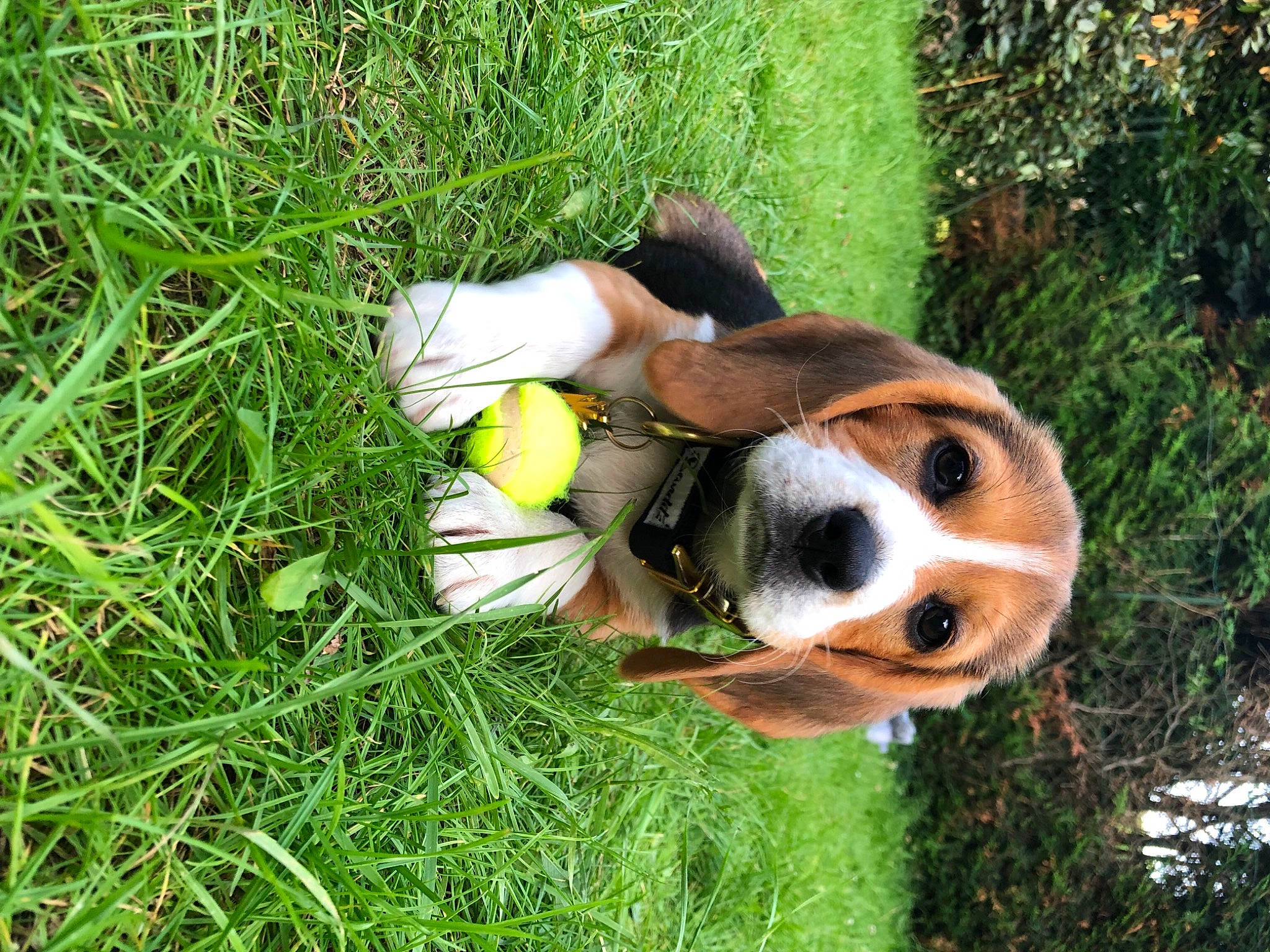 Cayenne participe au concours pour gagner de l'argent avec cette photo : carnivore, companion_dog, dog, dog_breed, fawn, fur, grass, grassland, groundcover, people_in_nature, plant, plush, red_panda, snout, soccer_ball, stuffed_toy, terrestrial_animal, toy, wildlife, working_animal