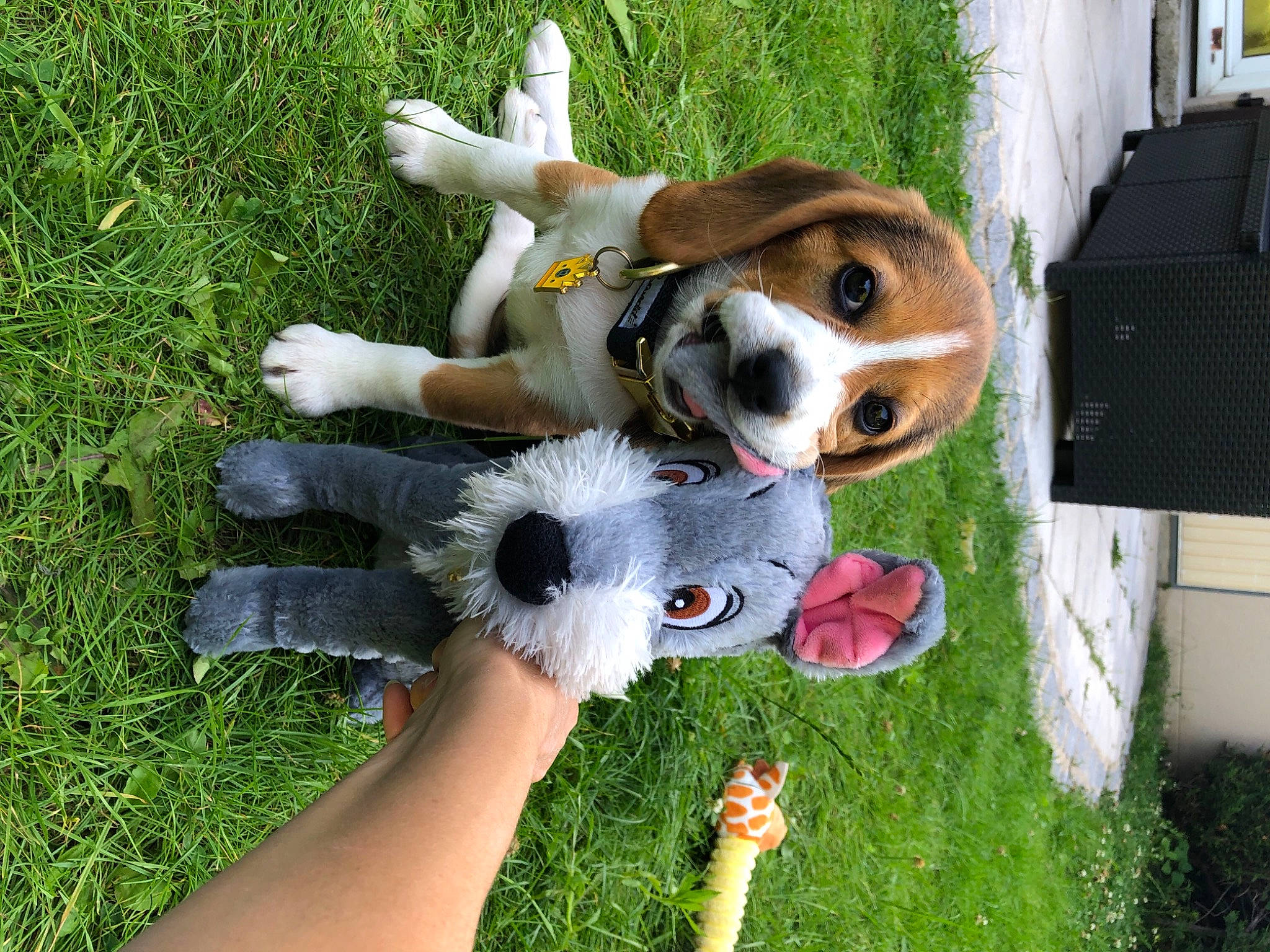 Cayenne a rejoint le concours — aidez-le/la à gagner de superbes lots ! canidae, carnivore, chair, companion_dog, dog, dog_breed, dog_toy, fawn, fun, gesture, grass, human_leg, leisure, people_in_nature, plant, recreation, sporting_group, sports, stuffed_toy, toy