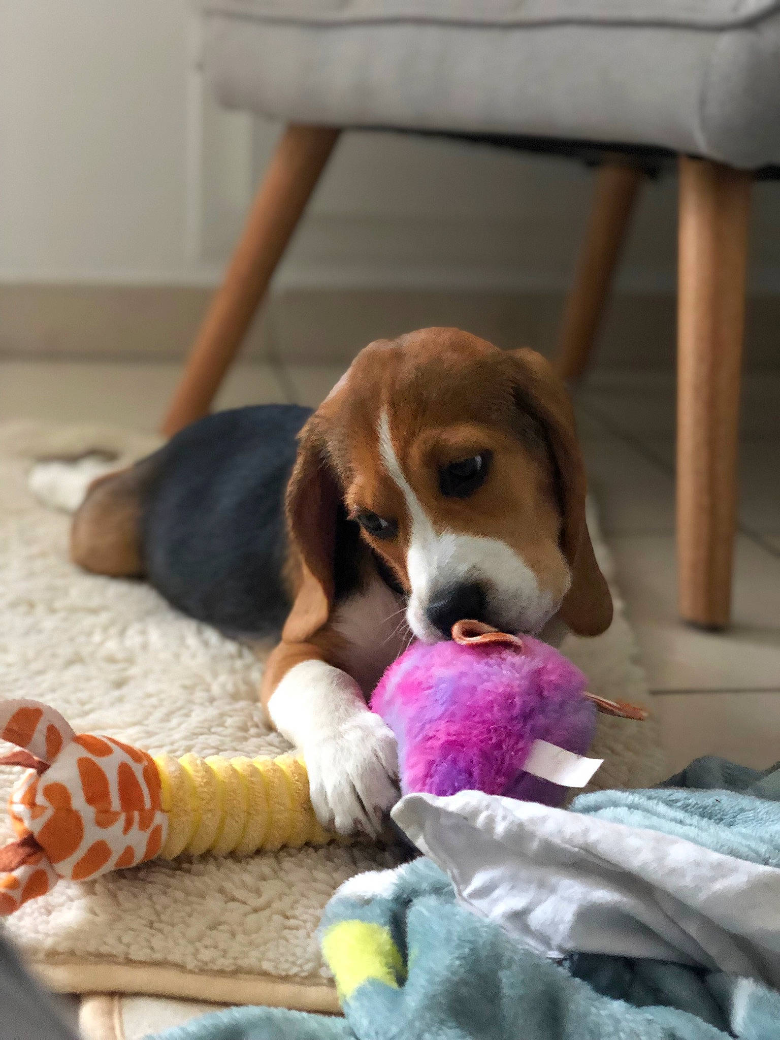 Cayenne participe au concours pour gagner de l'argent avec cette photo : ball, canidae, carnivore, comfort, companion_dog, dog, dog_breed, dog_supply, dog_toy, fawn, flooring, fur, hound, linens, paw, scent_hound, snout, sporting_group, toy, wood