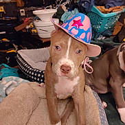 Jake joined the competition — help win amazing prizes! puppy, dog, hat, dog_bed, indoor, pet, brown_dog, white_paws, colorful_hat, cozy, laundry_basket, cluttered_room, animal, cute, small_dog, pink, blue, star, sitting, companion