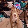 puppy, dog, hat, dog_bed, indoor, pet, brown_dog, white_paws, colorful_hat, cozy, laundry_basket, cluttered_room, animal, cute, small_dog, pink, blue, star, sitting, companion