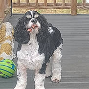 Snoopy joined the competition — help win amazing prizes! dog, black_and_white, deck, wooden_floor, ball, toy, statue, pet, animal, fur, outdoor, grass, food, mouth, four_legs, ears, tail, snack, playful, curious
