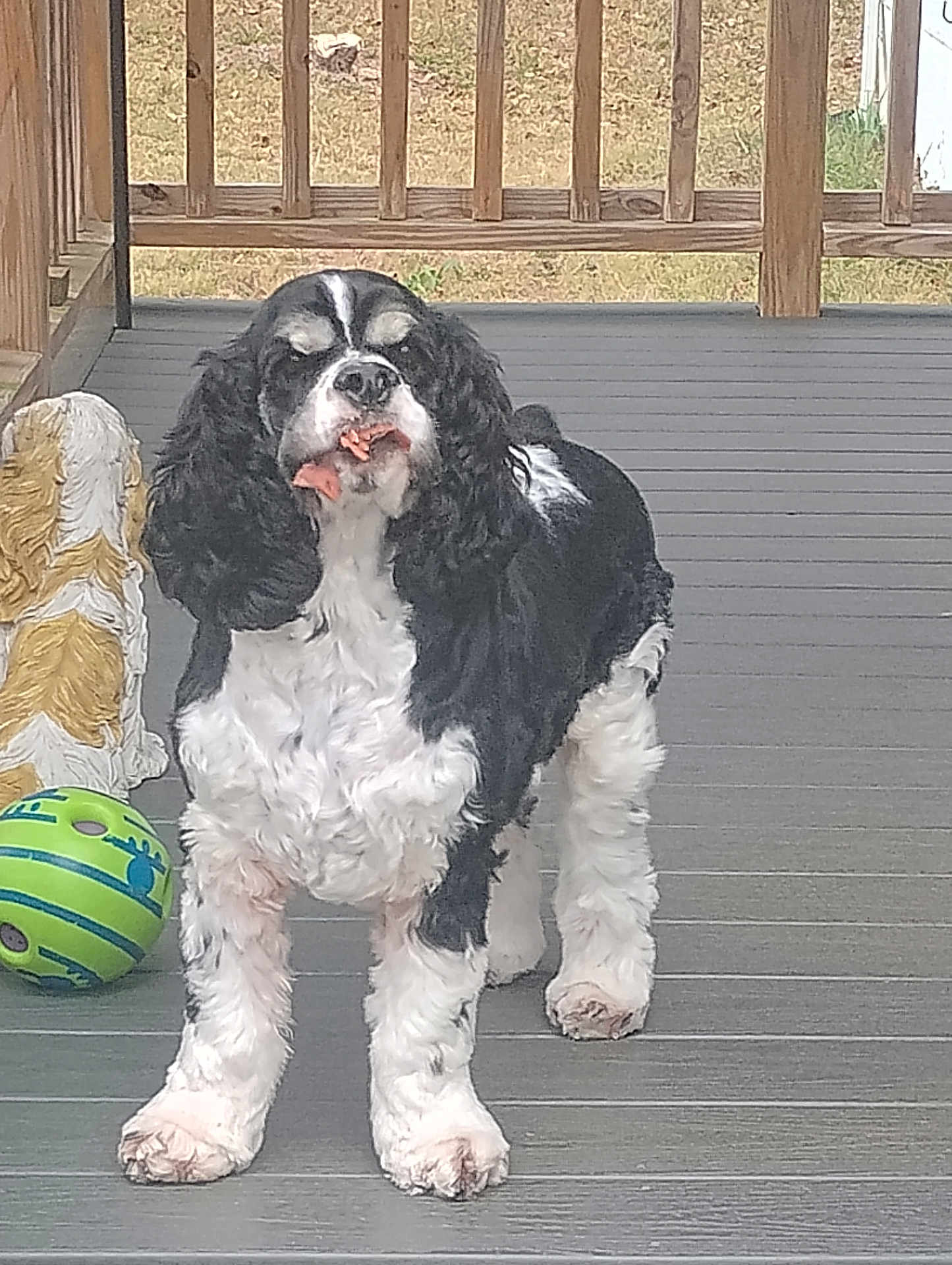 Snoopy joined the competition — help win amazing prizes! dog, black_and_white, deck, wooden_floor, ball, toy, statue, pet, animal, fur, outdoor, grass, food, mouth, four_legs, ears, tail, snack, playful, curious