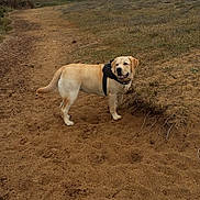 Naia a rejoint le concours — aidez-le/la à gagner de superbes lots ! dog, dog_breed, dog_like_mammal, ecoregion, field, grass, landscape, sand, sky, snout