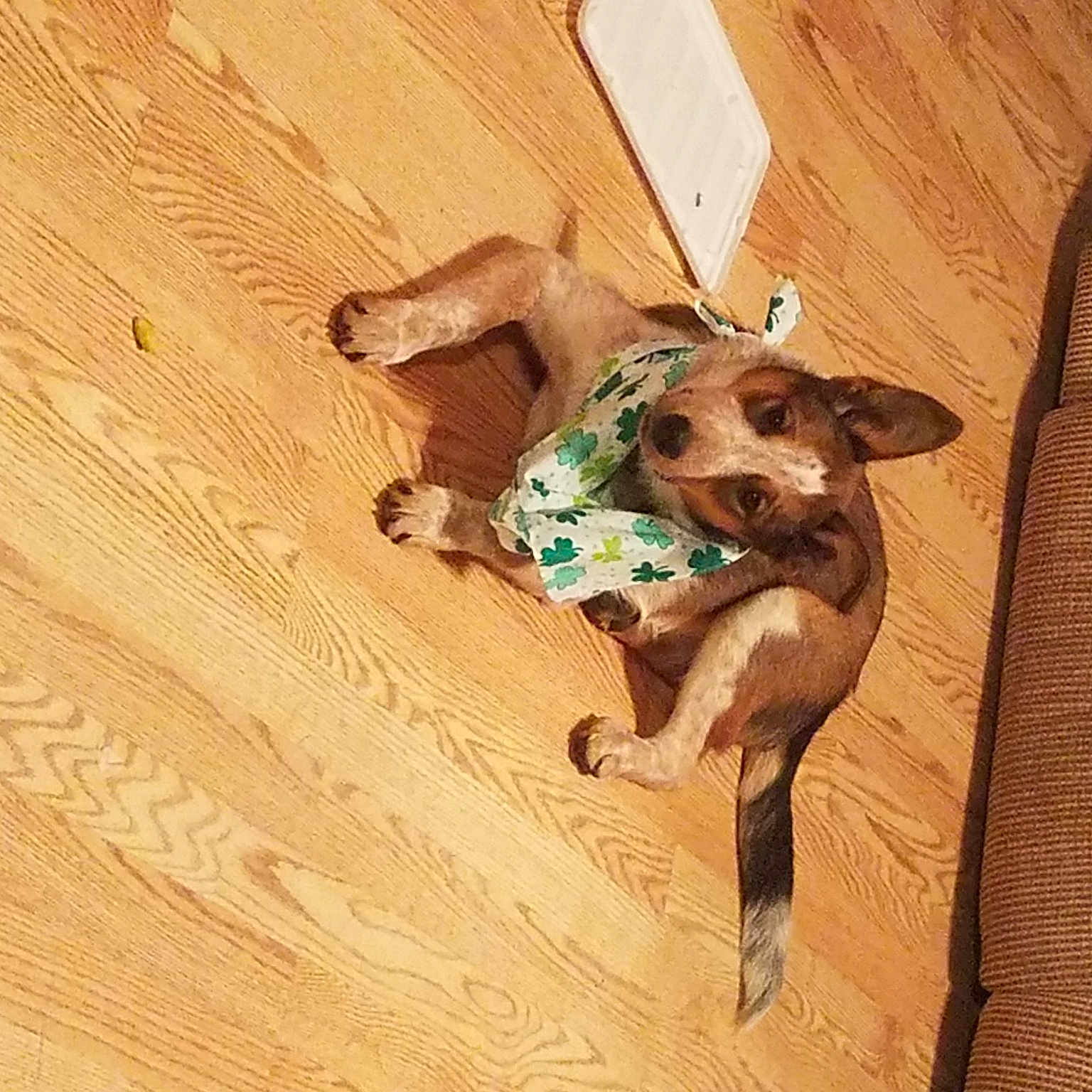Addie