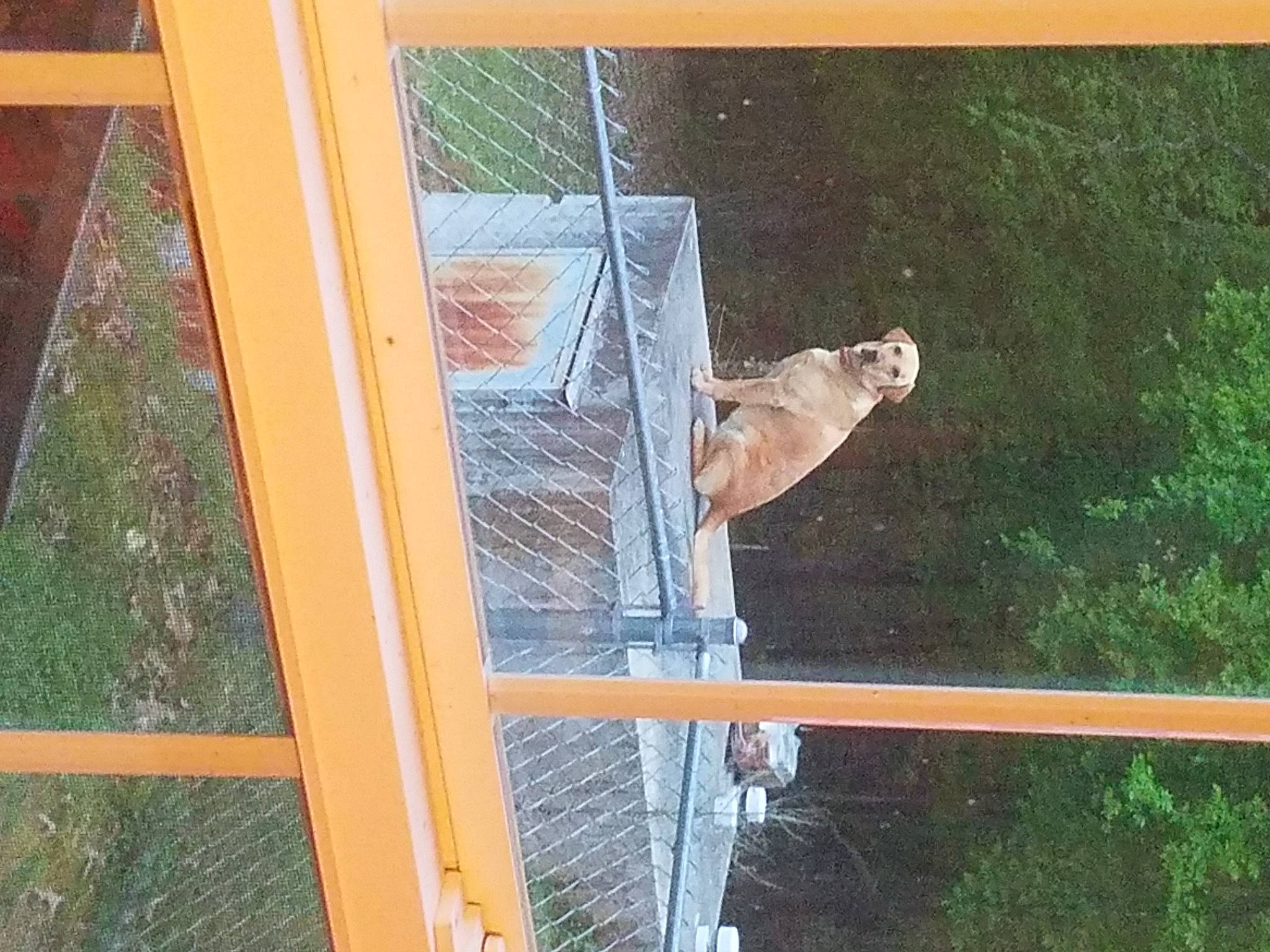 Addie joined the competition — help win amazing prizes! house, interior_design, window, window_screen, wood