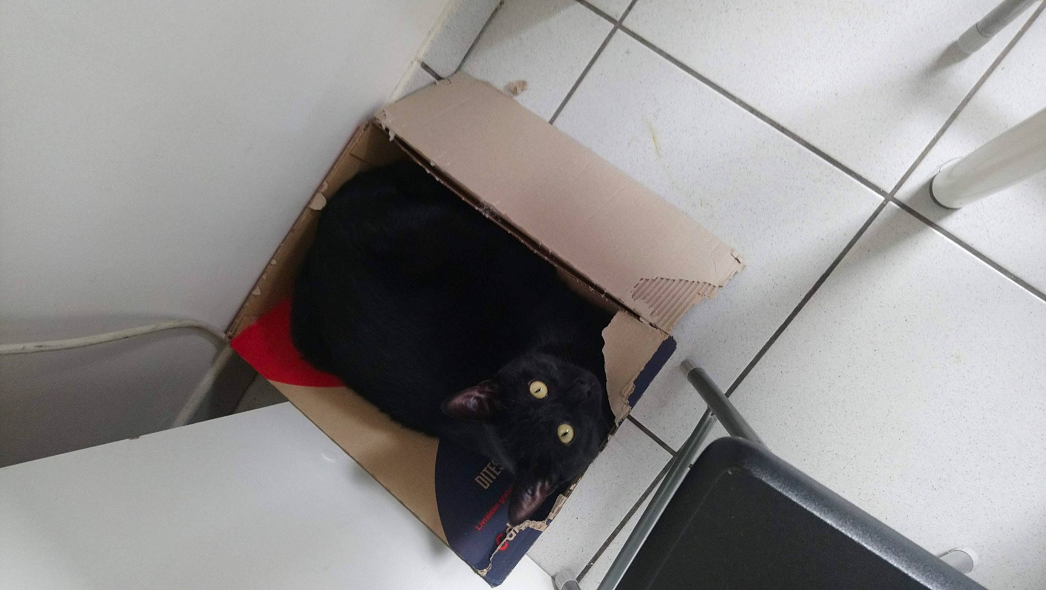 Mr Moustache participe au concours pour gagner de l'argent avec cette photo : bag, box, cardboard, carnivore, carton, cat, felidae, flooring, gadget, packaging_and_labeling, packing_materials, paper, paper_product, rectangle, room, shipping_box, small_to_medium_sized_cats, tail, whiskers, wood