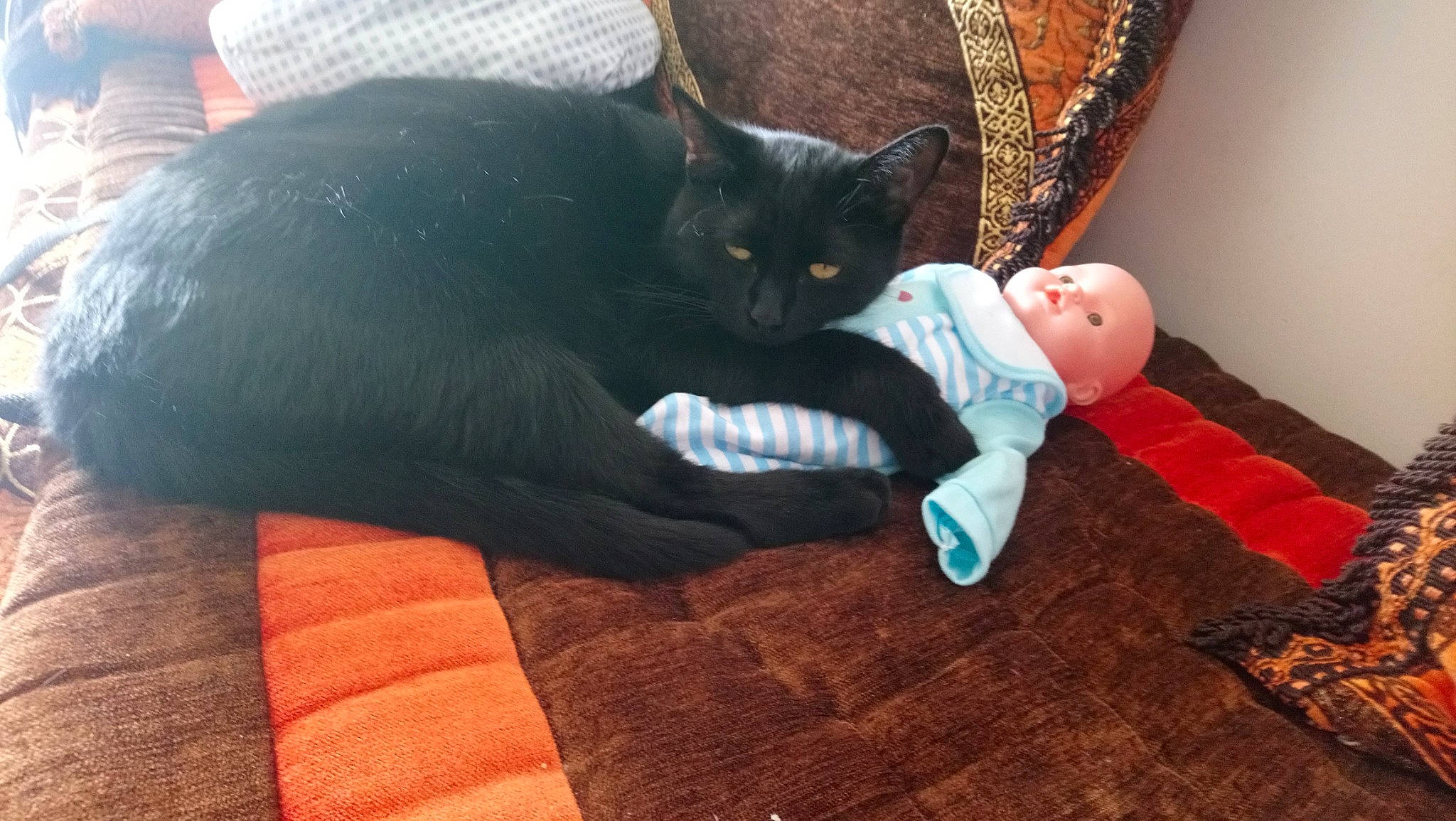 Mr Moustache participe au concours pour gagner de l'argent avec cette photo : black_cat, carnivore, cat, comfort, curtain, domestic_short_haired_cat, felidae, flooring, foot, fur, grey, lap, linens, paw, sitting, small_to_medium_sized_cats, stuffed_toy, tail, whiskers, wood