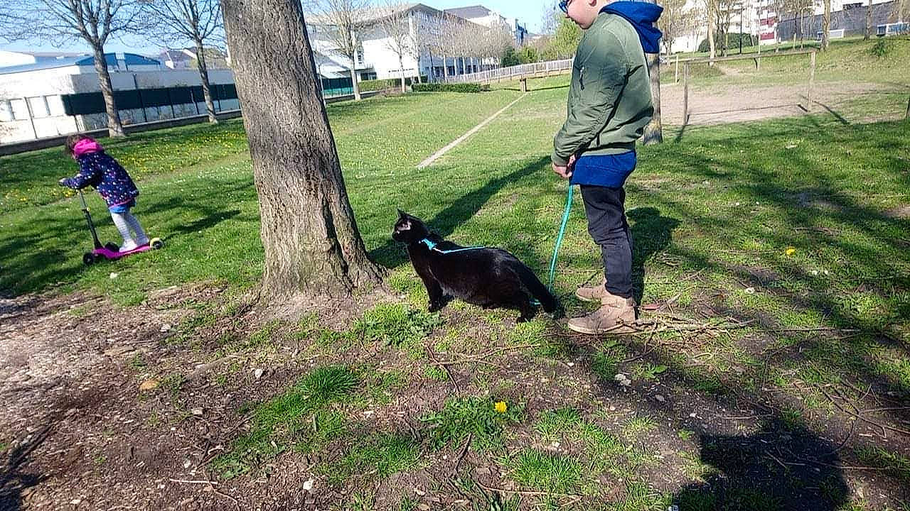 Mr Moustache participe au concours pour gagner de l'argent avec cette photo : building, canidae, carnivore, companion_dog, dog, dog_breed, fun, grass, guard_dog, lawn, leash, leisure, plant, recreation, sky, soil, sporting_group, tail, tree, working_animal