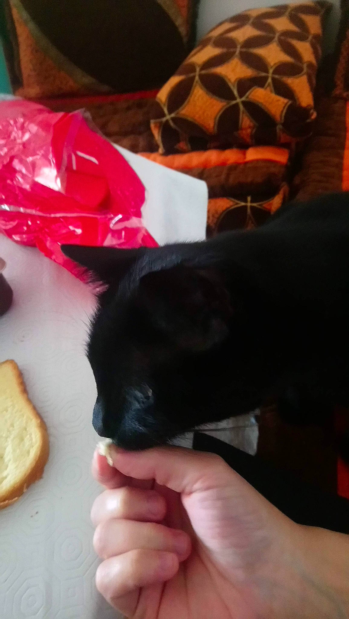 Mr Moustache participe au concours pour gagner de l'argent avec cette photo : black_cat, bread, carmine, carnivore, cat, comfort, companion_dog, dog_breed, felidae, finger, finger_food, food, fur, gesture, ingredient, nail, recipe, small_to_medium_sized_cats, thumb, whiskers