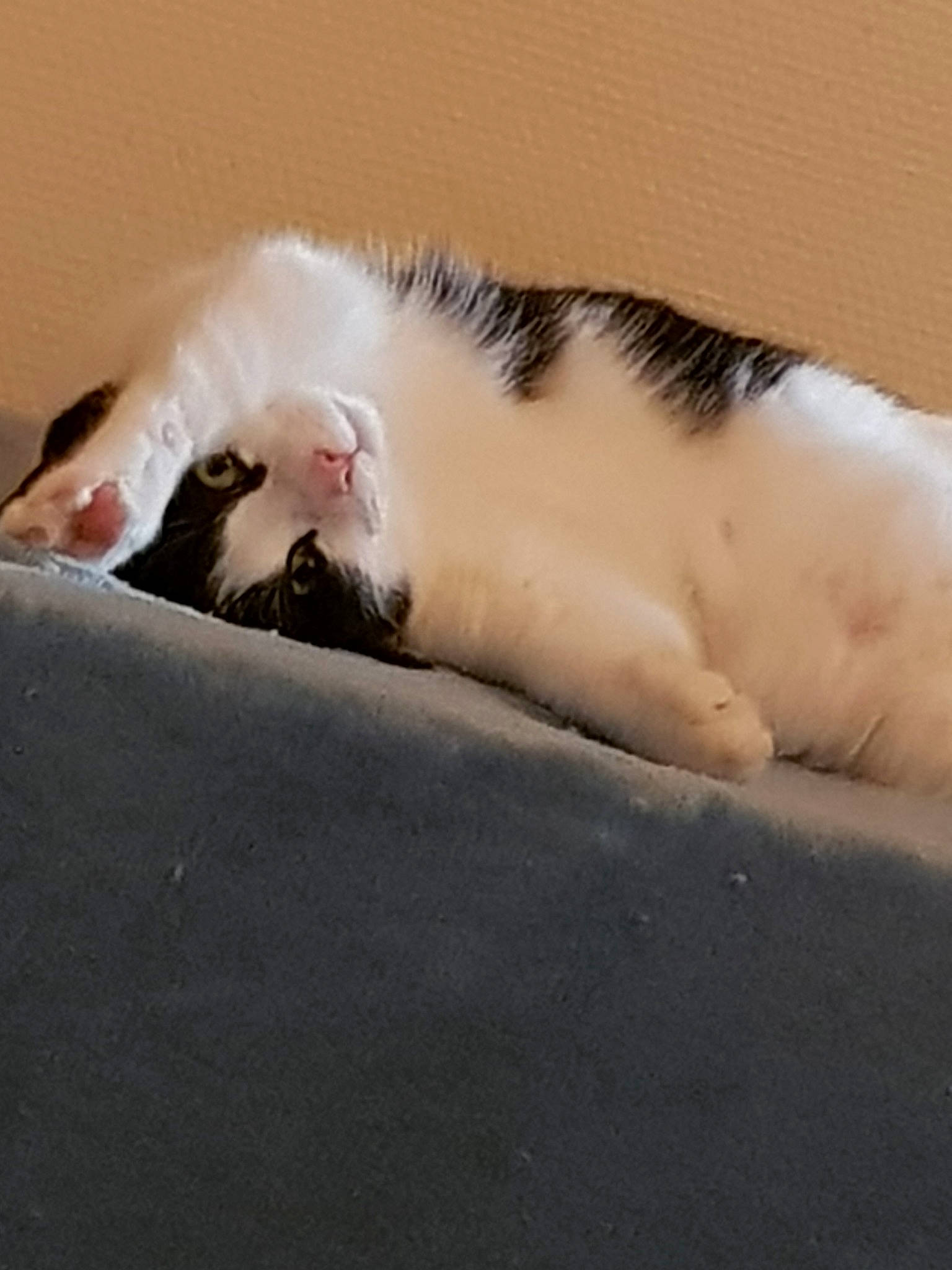 Gribouille