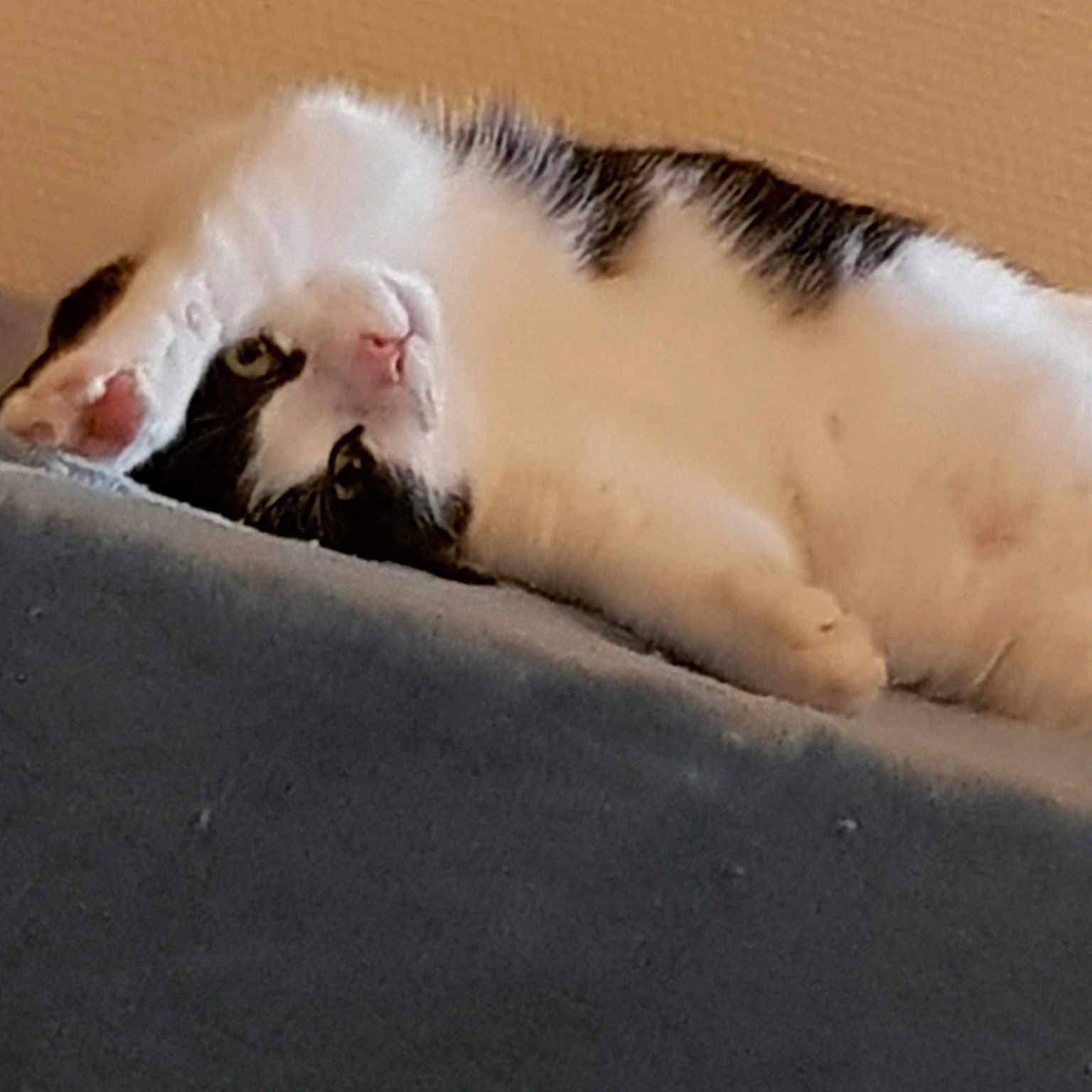 Gribouille