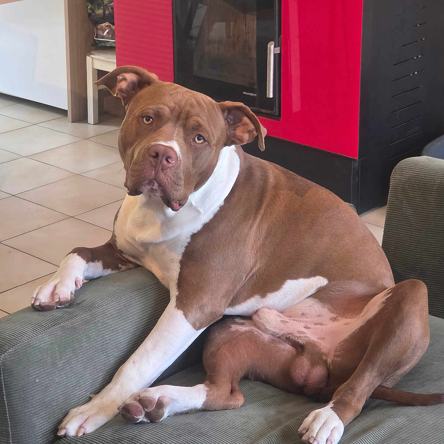 Aïkon a rejoint le concours — aidez-le/la à gagner de superbes lots ! dog, brown, white, lounge, couch, indoor, fireplace, red, tile_floor, pet, canine, relaxed, curious, furniture, domestic, companion, animal, paw, ears, snout