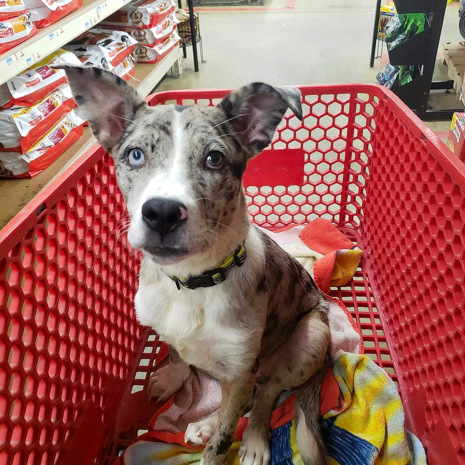 Remi joined the competition — help win amazing prizes! book, bookcase, canidae, carnivore, chair, collar, companion_dog, dog, dog_breed, dog_clothes, dog_collar, dog_supply, fawn, leash, pet_supply, publication, shelf, snout, sporting_group, working_animal