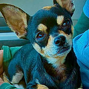 Kaizer is registered to the contest to win money with this photo: black_and_tan, car_interior, chihuahua, close_up, companion, cozy, dog, ears, eyes, fur, looking_at_camera, nose, paws, person_arm, pet, portrait, seat, sitting, small_dog, whiskers