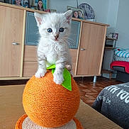 Myrtille a rejoint le concours — aidez-le/la à gagner de superbes lots ! kitten, cat, blue_eyes, scratching_post, orange_ball, indoor, furniture, wooden_table, family_photos, living_room, cozy, pet, cute, small_hand, curious, sitting, whiskers, ears, floor, blanket