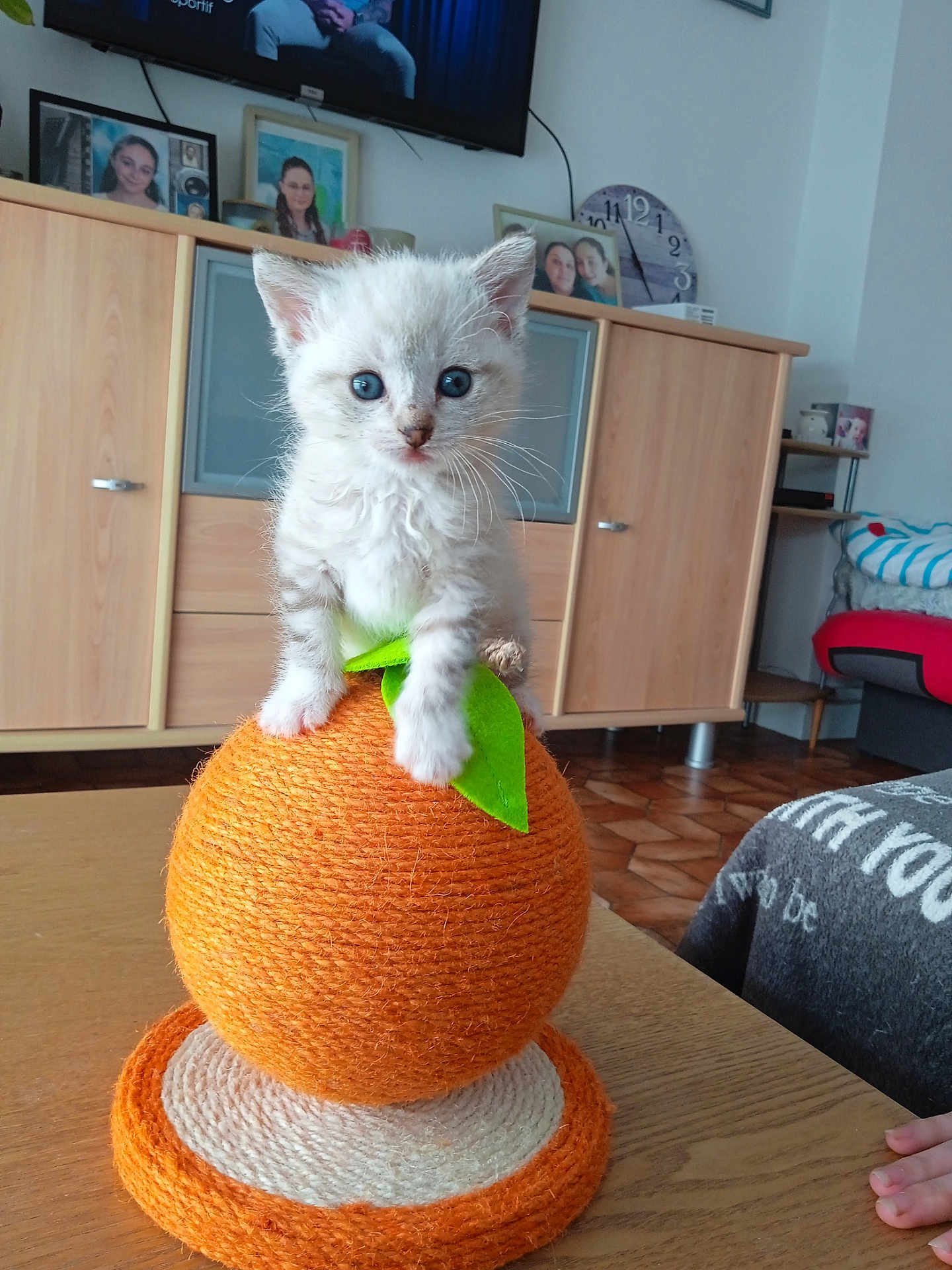 Myrtille a rejoint le concours — aidez-le/la à gagner de superbes lots ! kitten, cat, blue_eyes, scratching_post, orange_ball, indoor, furniture, wooden_table, family_photos, living_room, cozy, pet, cute, small_hand, curious, sitting, whiskers, ears, floor, blanket