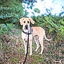 Tiggy Wiggy is registered to the contest to win money with this photo: alert, animal, canine, daylight, dog, ears, ferns, forest, grass, great_dane, greenery, harness, leash, mammal, nature, outdoor, path, pet, standing, walking