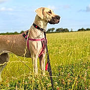 Tiggy Wiggy joined the competition — help win amazing prizes! dog, canine, field, grass, outdoor, nature, pet, animal, sky, clouds, harness, leash, standing, alert, greenery, sunlight, summer, mammal, portrait, landscape