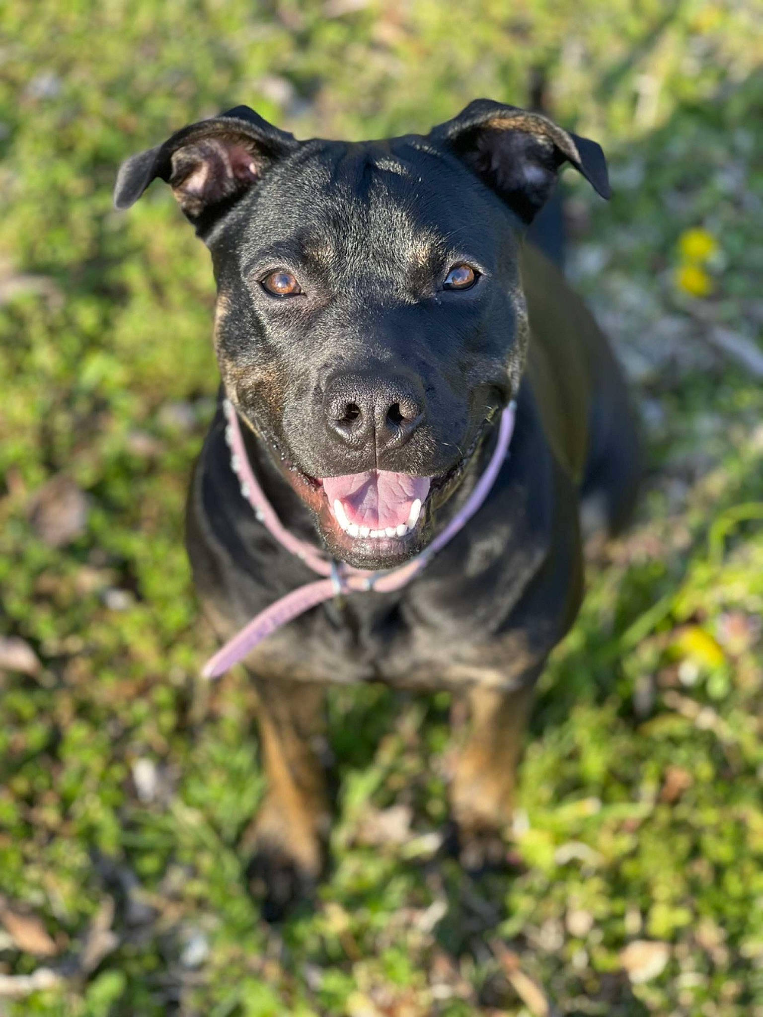 Indy joined the competition — help win amazing prizes! borador, canidae, carnivore, collar, companion_dog, dog, dog_breed, dog_collar, fawn, grass, guard_dog, hunting_dog, non_sporting_group, plant, snout, sporting_group, terrestrial_animal, whiskers, working_animal, working_dog